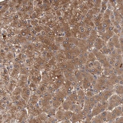 ASGPR1 Antibody, Novus Biologicals:Antibodies:Primary Antibodies